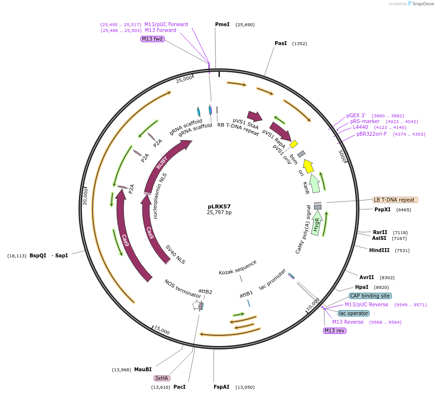 253106-plasmid-map-sequence-id-510119