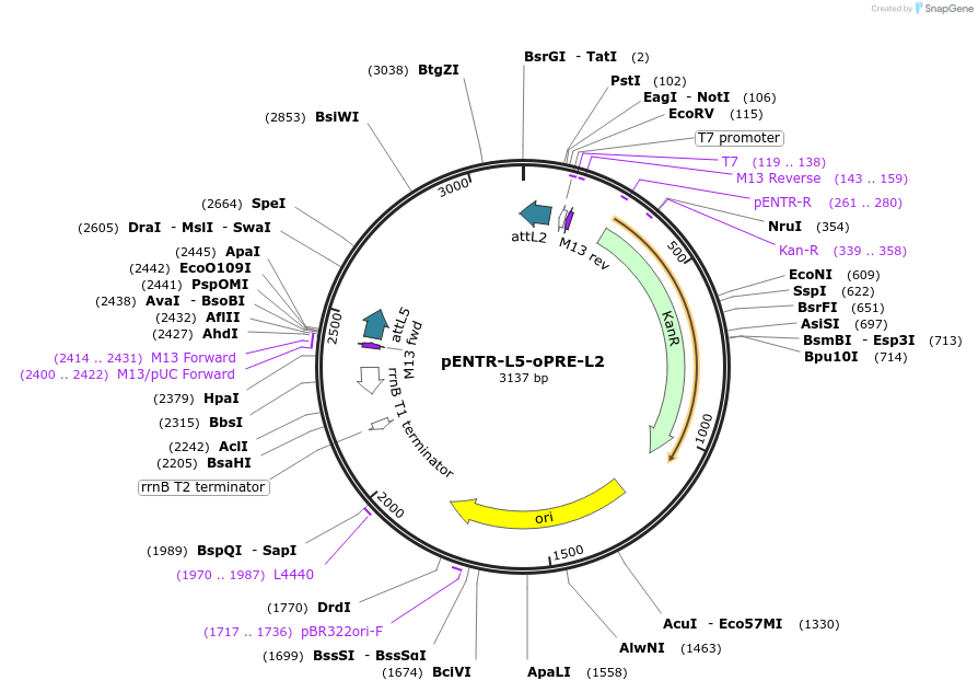 32414-plasmid-map-sequence-id-510121