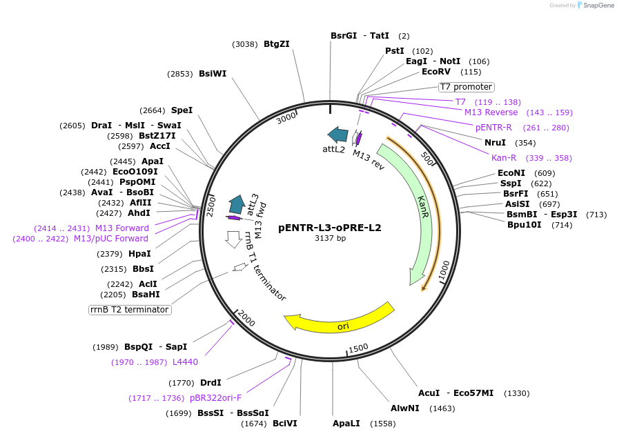 32415-plasmid-map-sequence-id-510122