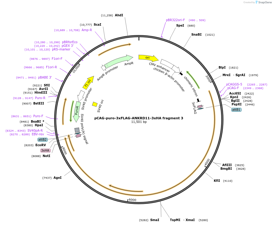 236620-plasmid-map-sequence-id-510123