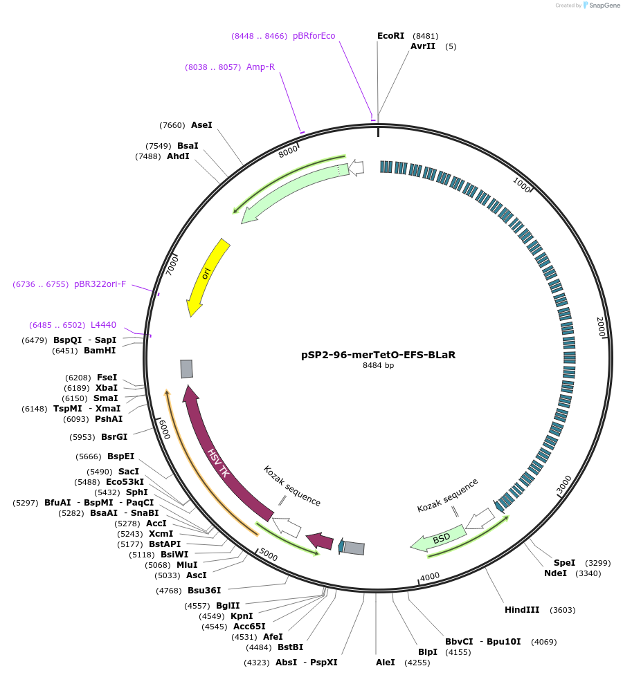 118713-plasmid-map-sequence-id-510127