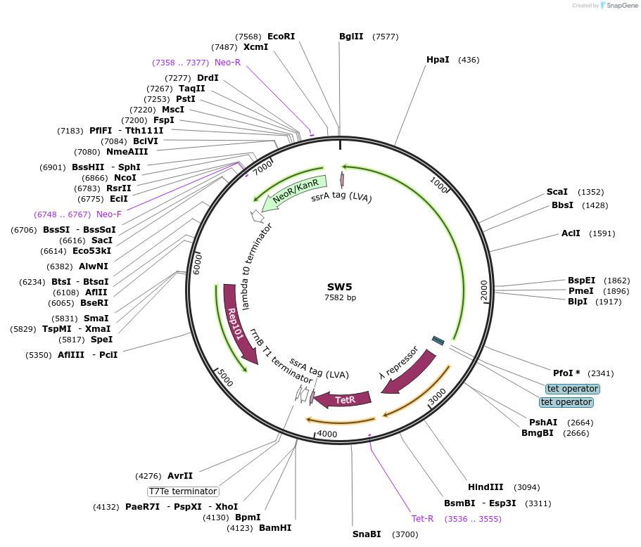 40108-plasmid-map-sequence-id-51014