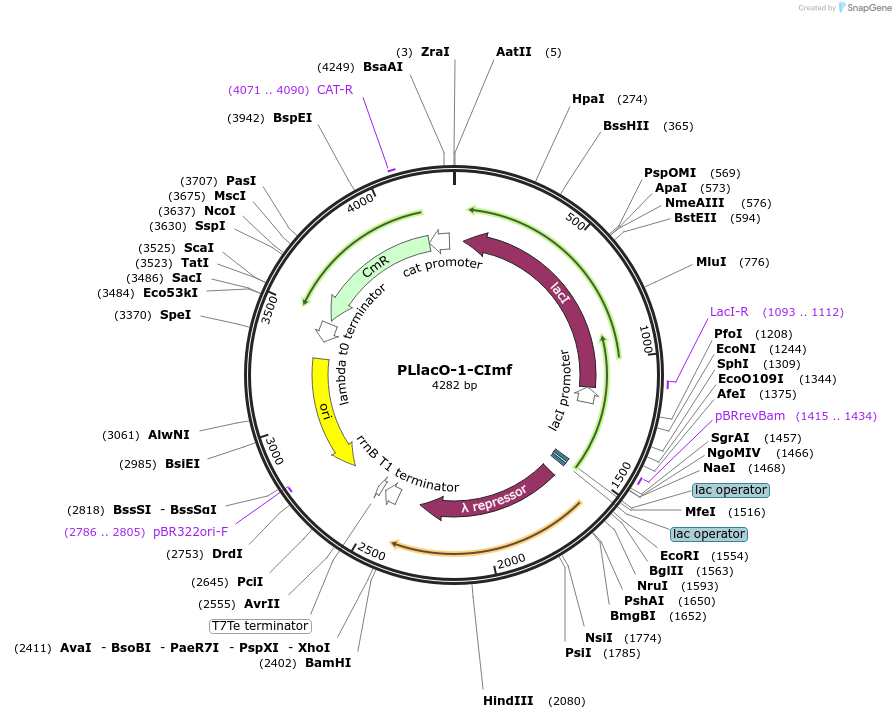 40126-plasmid-map-sequence-id-51015