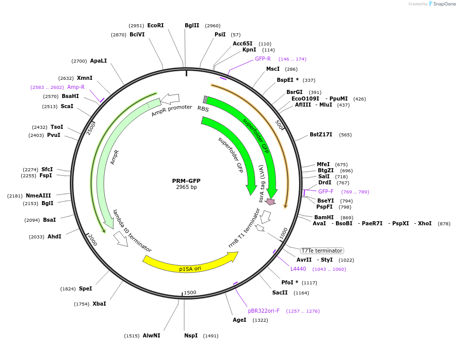 40127-plasmid-map-sequence-id-51016