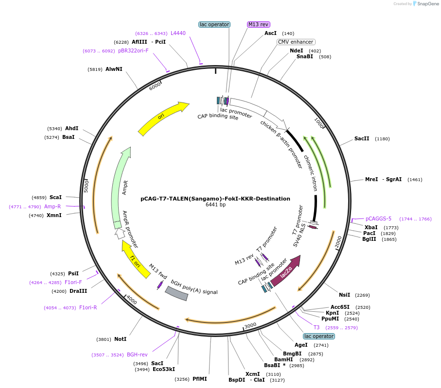40131-plasmid-map-sequence-id-51019