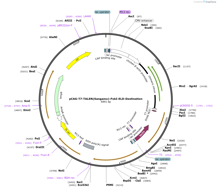 40132-plasmid-map-sequence-id-51020