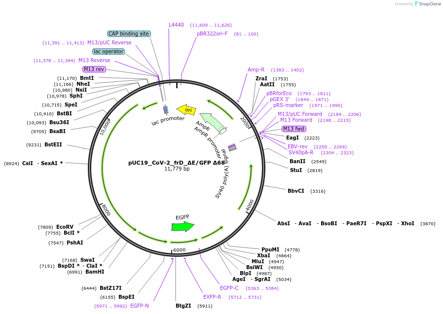253121-plasmid-map-sequence-id-510202