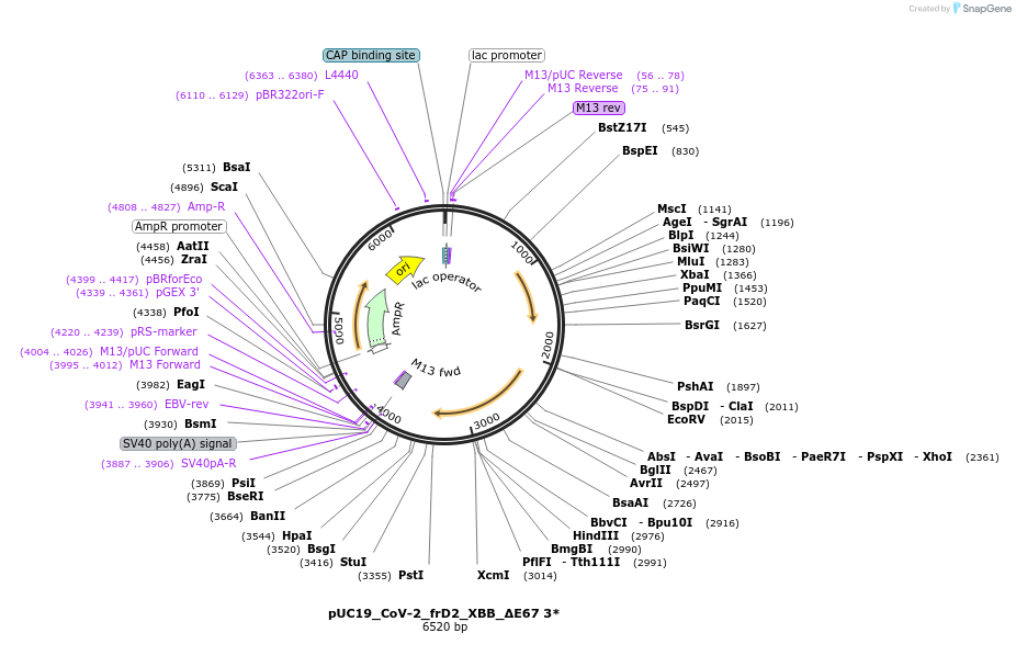 253122-plasmid-map-sequence-id-510203