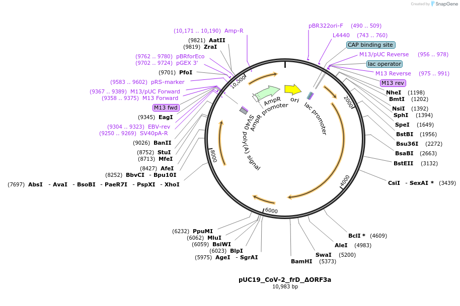 253124-plasmid-map-sequence-id-510204