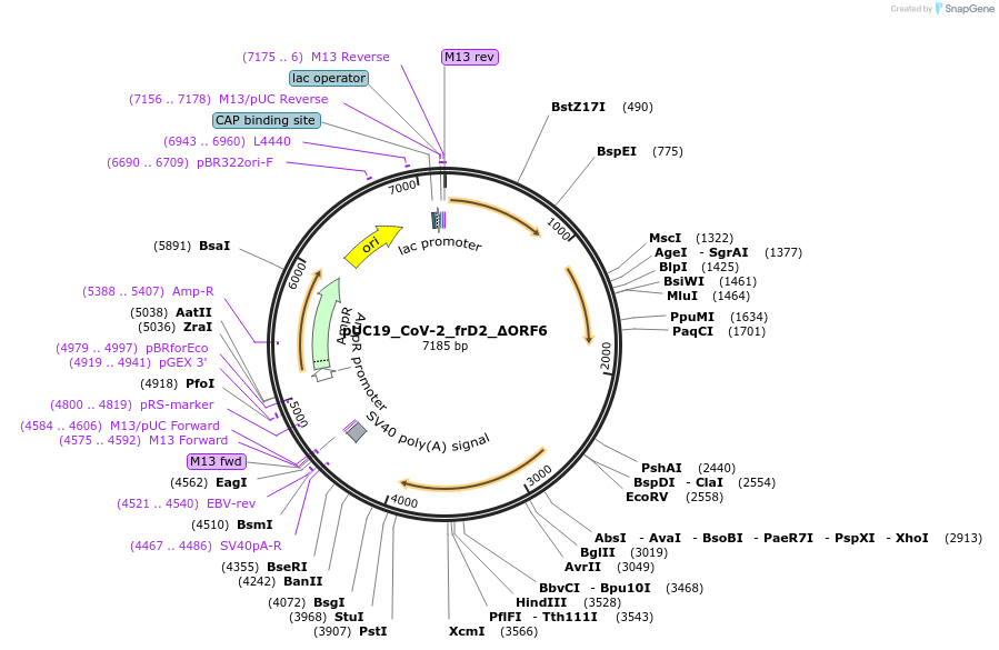 253125-plasmid-map-sequence-id-510205