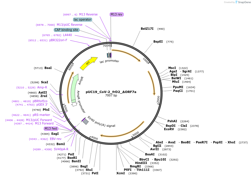 253126-plasmid-map-sequence-id-510206