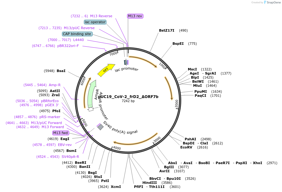 253127-plasmid-map-sequence-id-510207