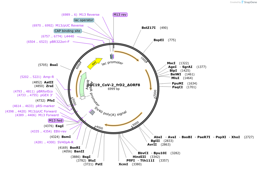 253128-plasmid-map-sequence-id-510208