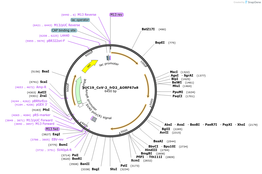 253130-plasmid-map-sequence-id-510209