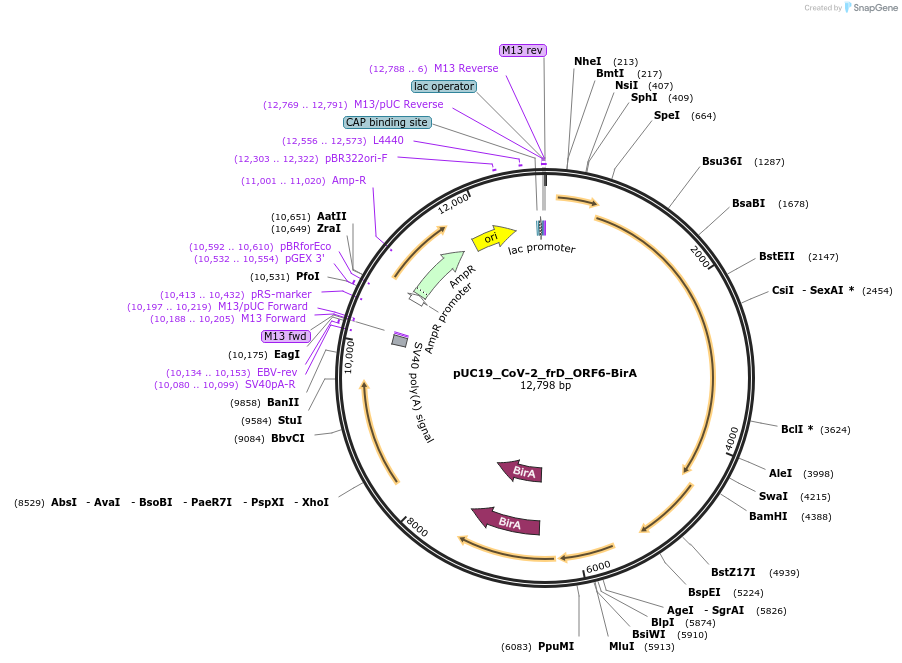 253132-plasmid-map-sequence-id-510210