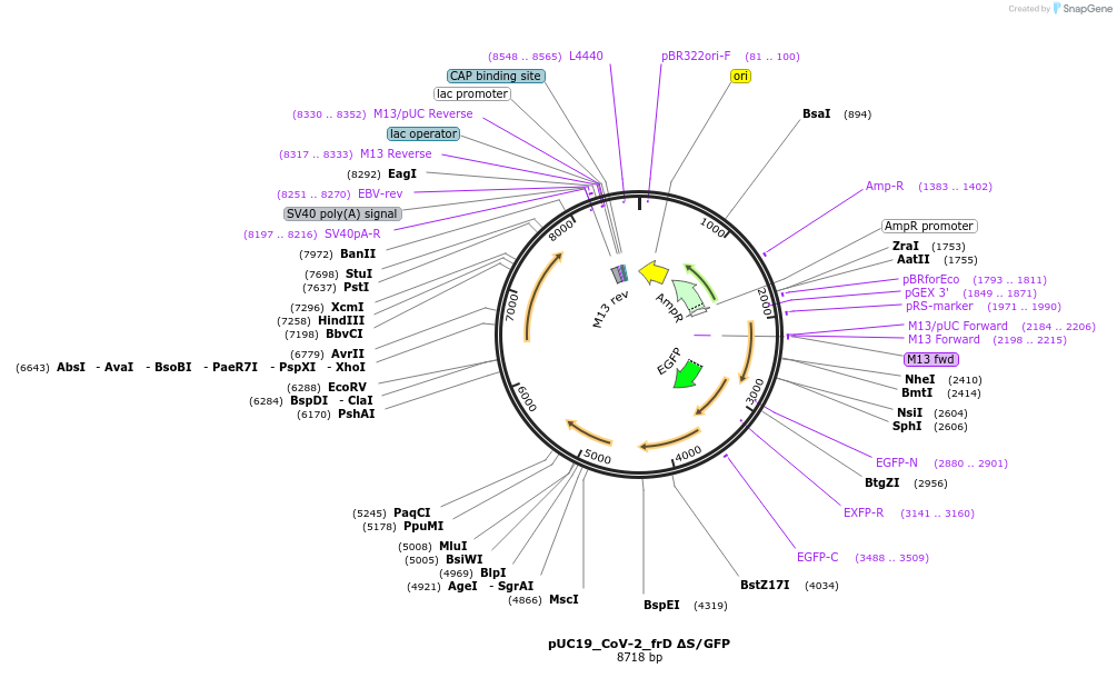 253144-plasmid-map-sequence-id-510212