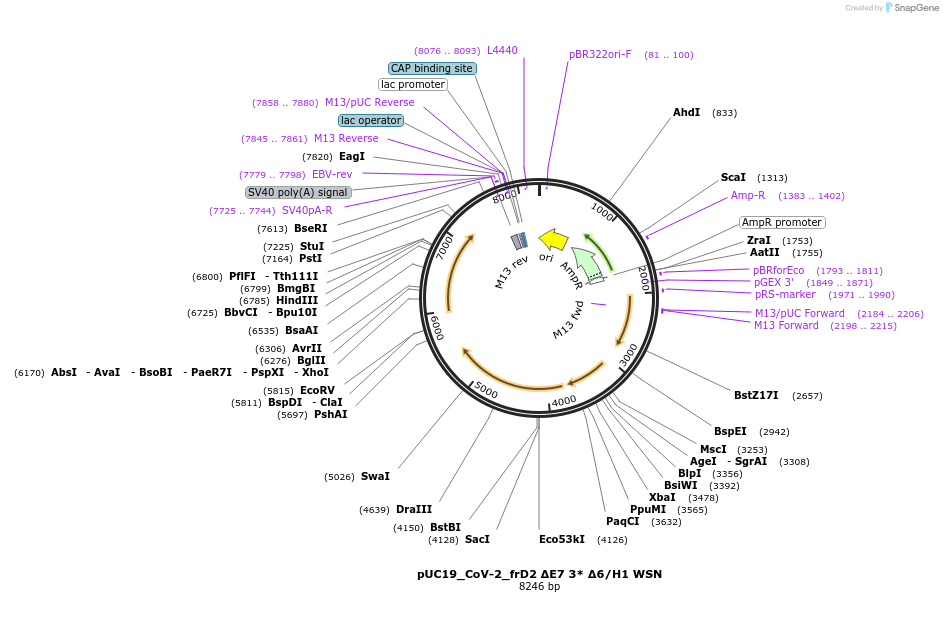 253146-plasmid-map-sequence-id-510216