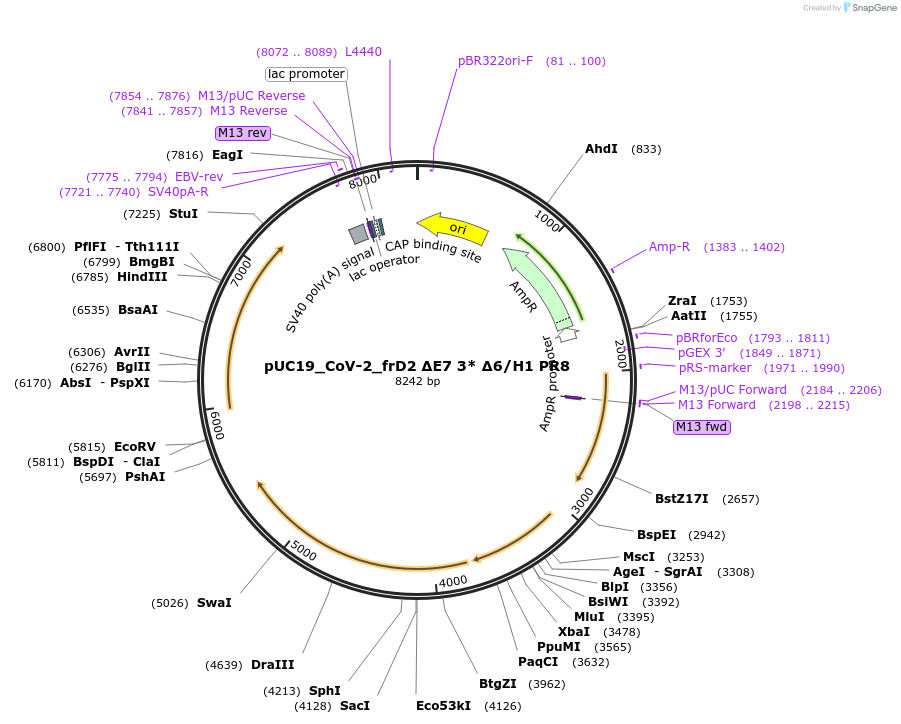 253147-plasmid-map-sequence-id-510219