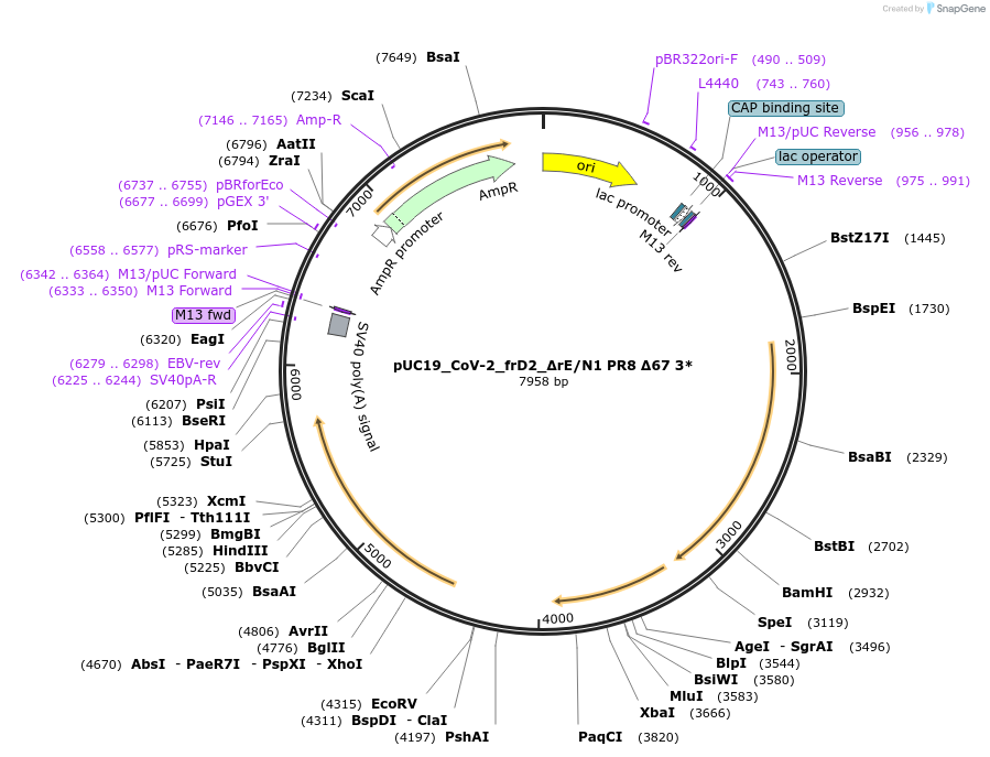 253150-plasmid-map-sequence-id-510221