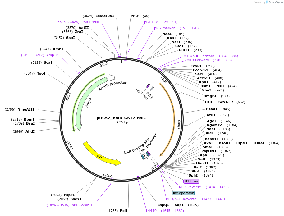 254011-plasmid-map-sequence-id-510222