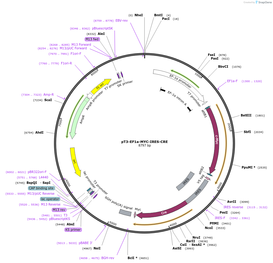 252085-plasmid-map-sequence-id-510223