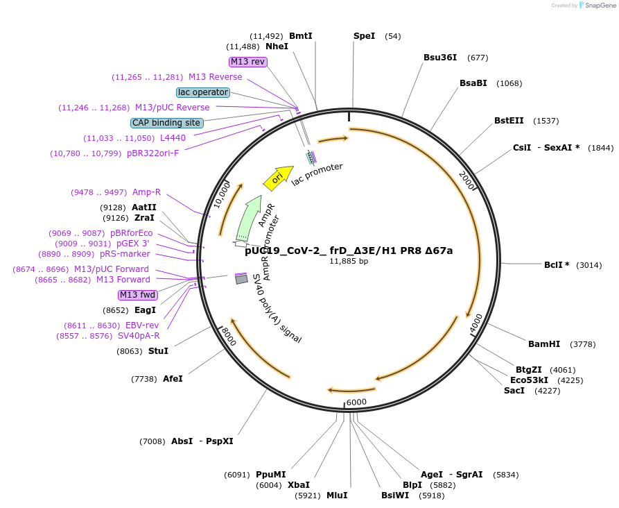253168-plasmid-map-sequence-id-510224