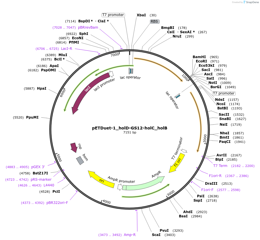 254009-plasmid-map-sequence-id-510225