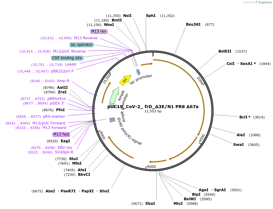 253169-plasmid-map-sequence-id-510227
