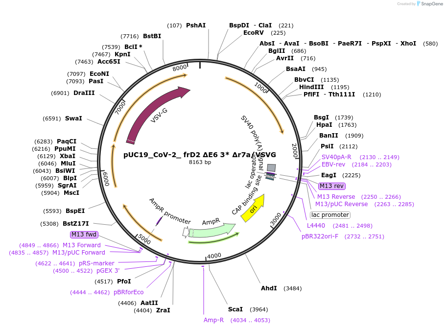 253171-plasmid-map-sequence-id-510231