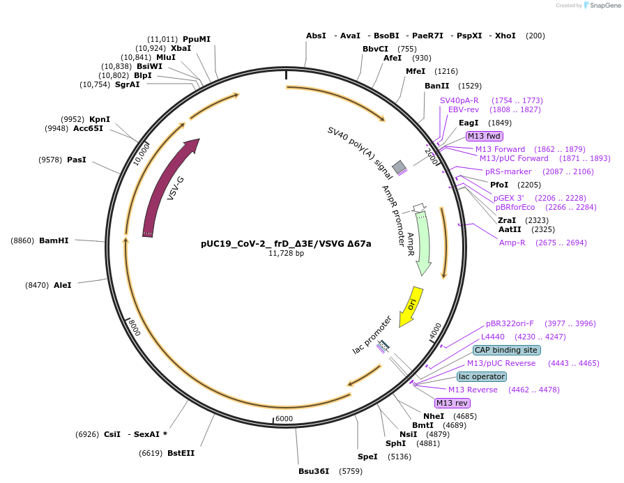 253172-plasmid-map-sequence-id-510233