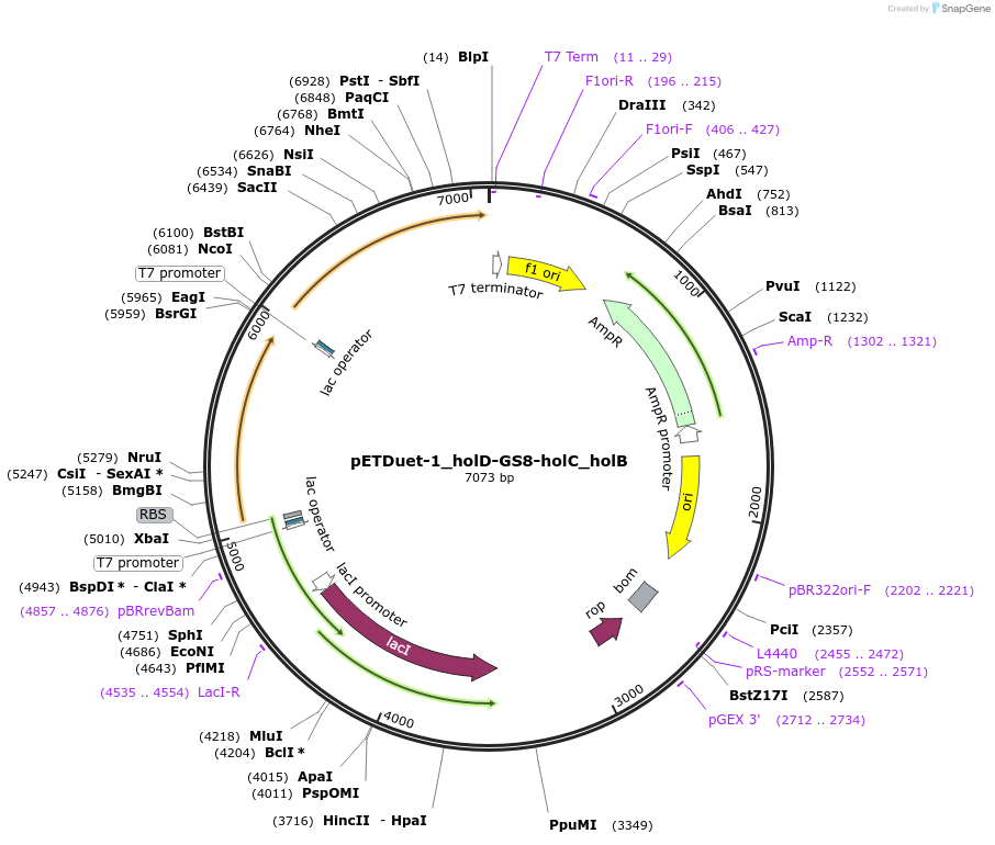 254008-plasmid-map-sequence-id-510234