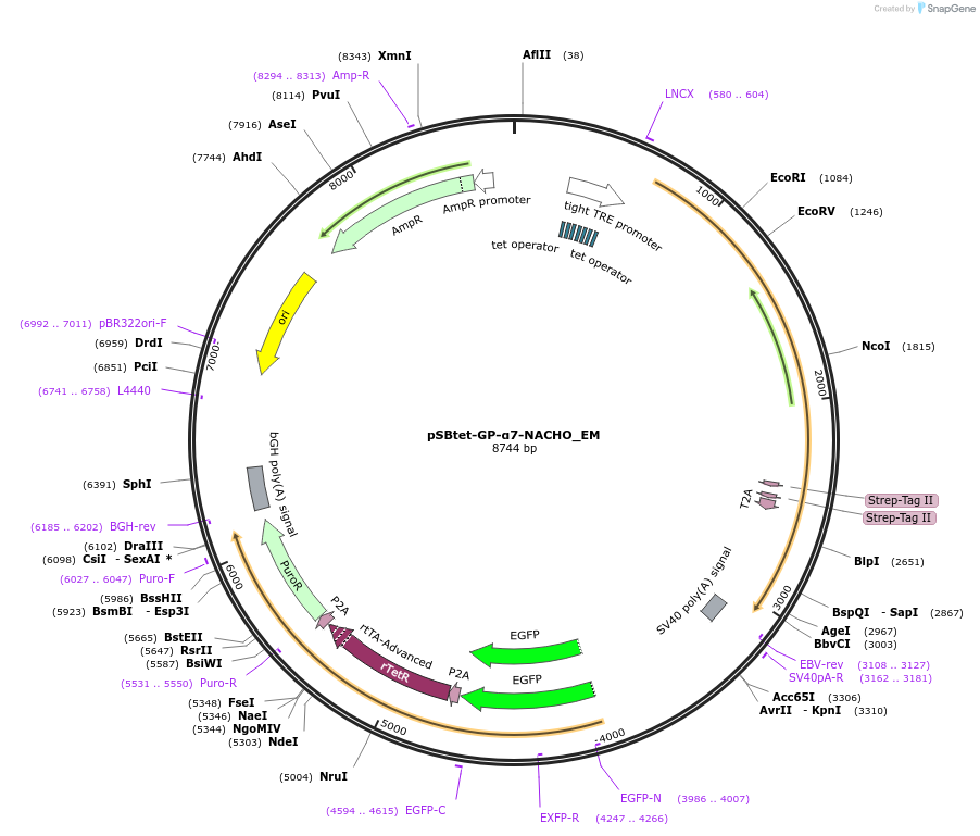 253979-plasmid-map-sequence-id-510236