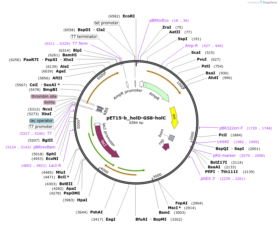 254006-plasmid-map-sequence-id-510242