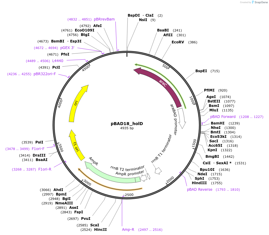 254013-plasmid-map-sequence-id-510250
