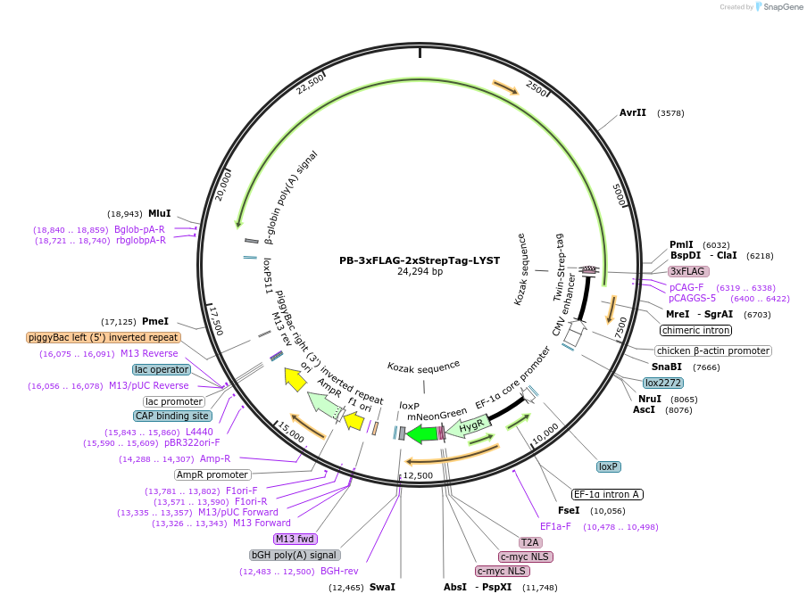 253254-plasmid-map-sequence-id-510252
