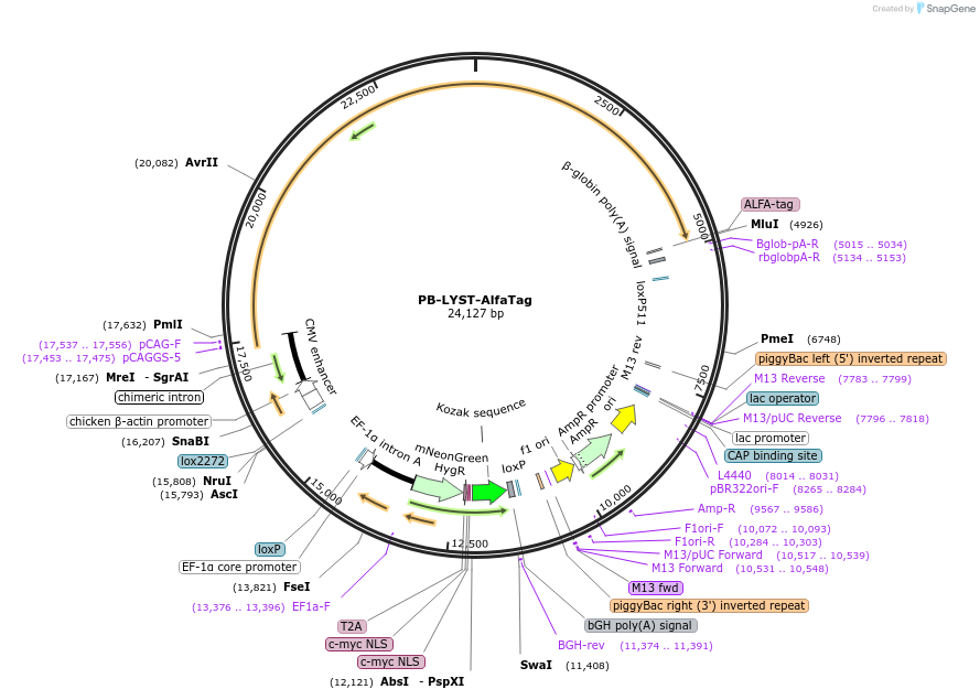 253252-plasmid-map-sequence-id-510253