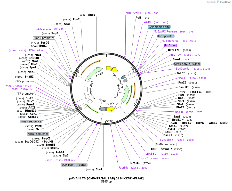254880-plasmid-map-sequence-id-510277