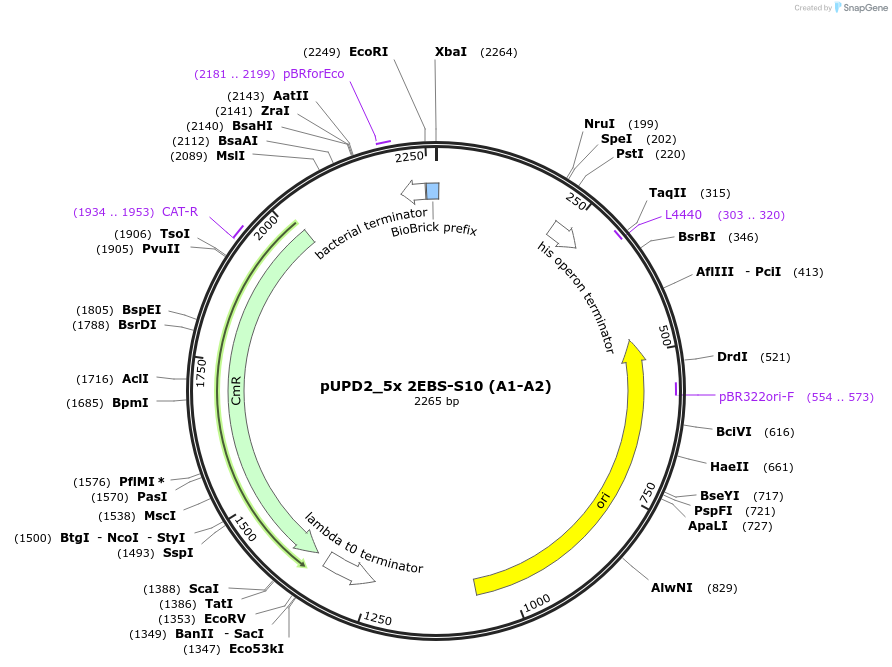 254056-plasmid-map-sequence-id-510283