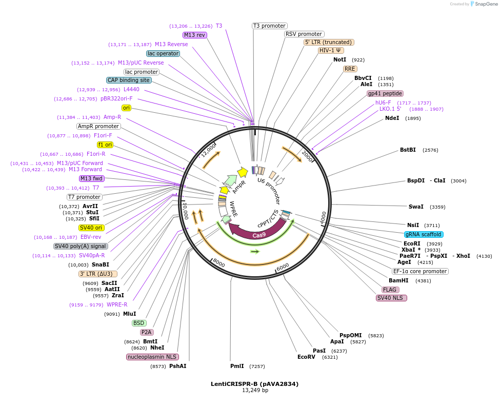 254887-plasmid-map-sequence-id-510286