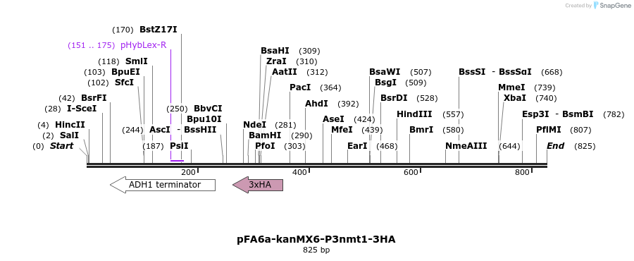 51031_map