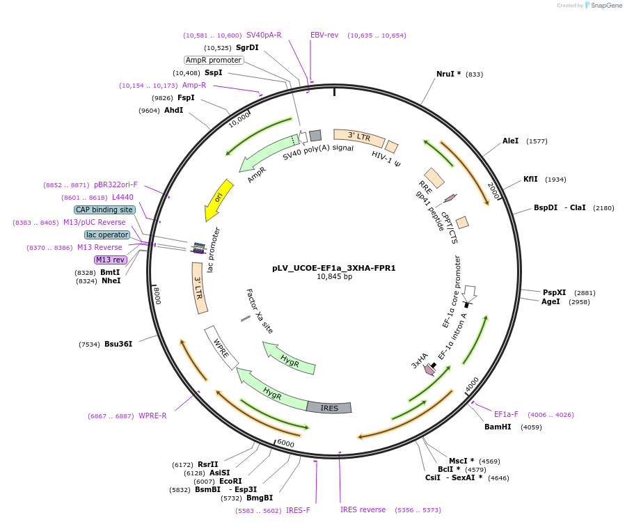 254851-plasmid-map-sequence-id-510352