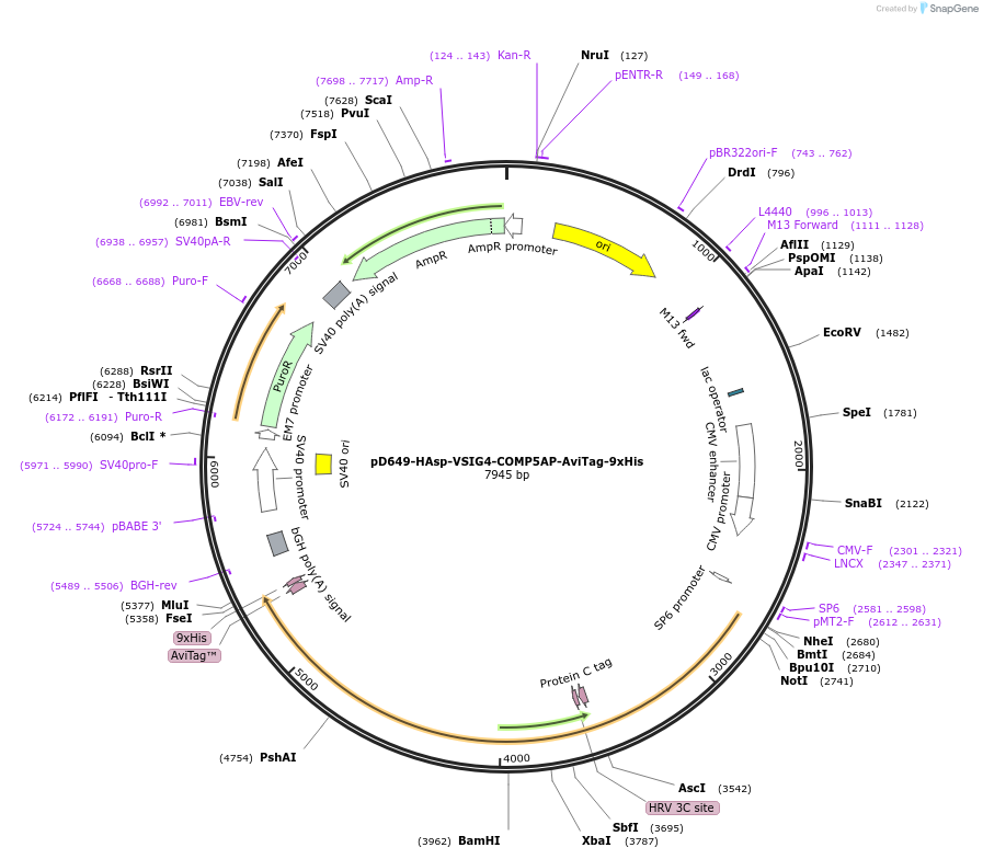 157273-plasmid-map-sequence-id-510353