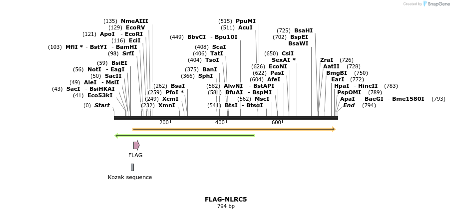 51036_map