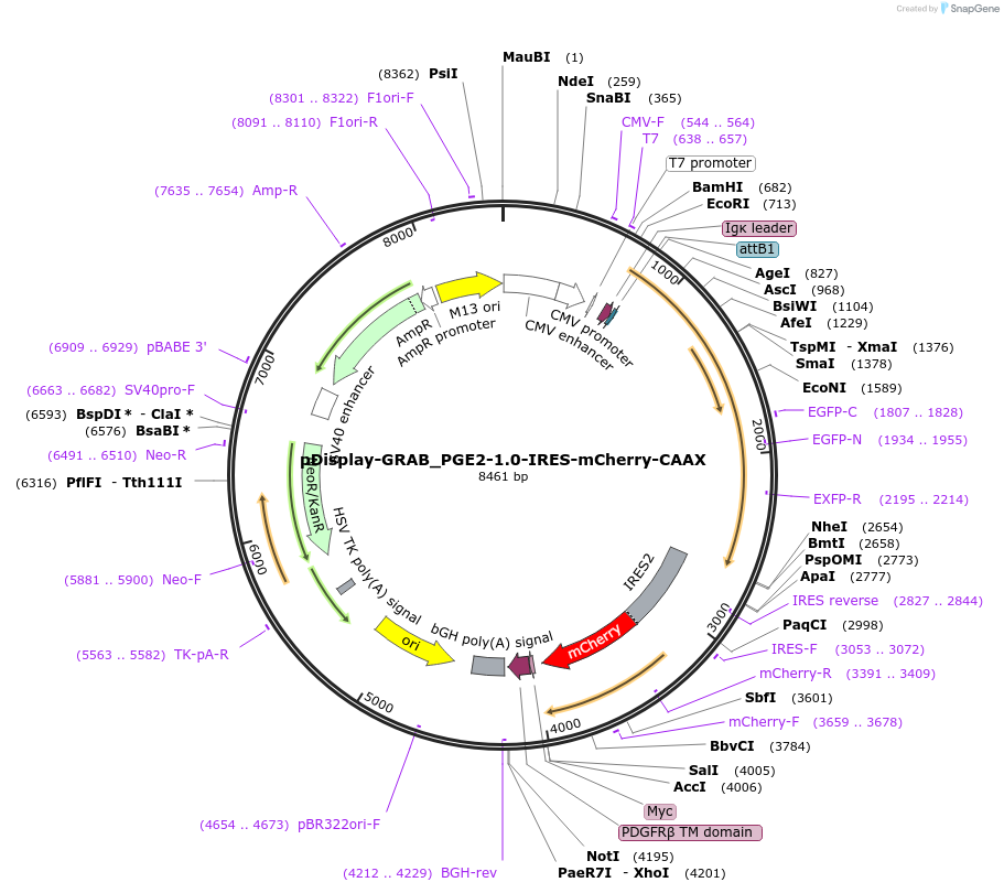251353-plasmid-map-sequence-id-510366
