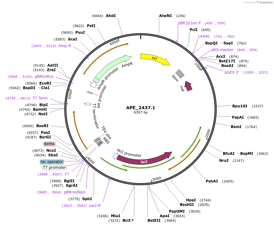 255500-plasmid-map-sequence-id-510369