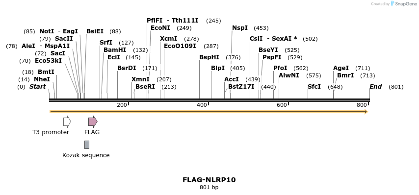 51037_map