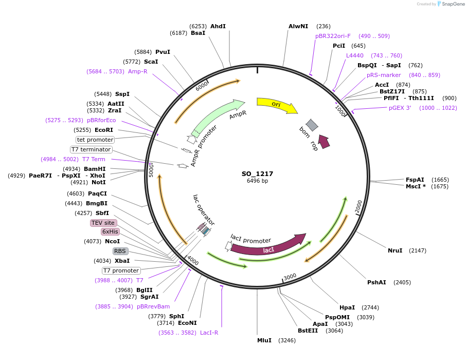 255515-plasmid-map-sequence-id-510370