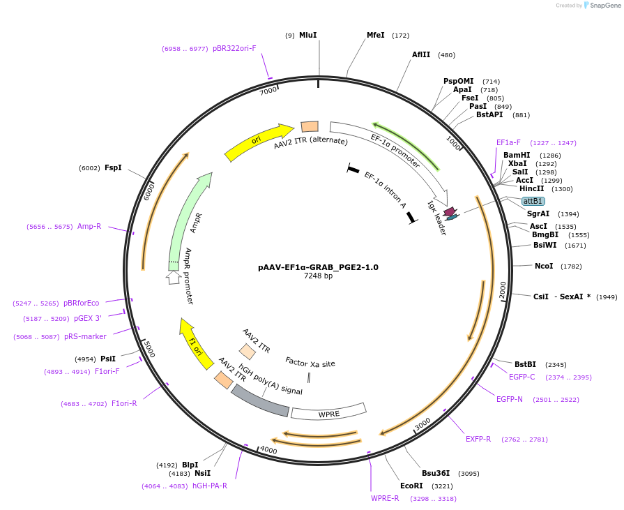 251355-plasmid-map-sequence-id-510371