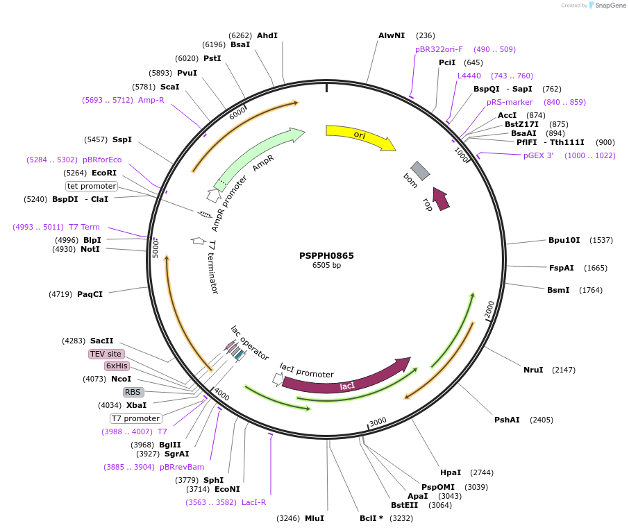 255511-plasmid-map-sequence-id-510372