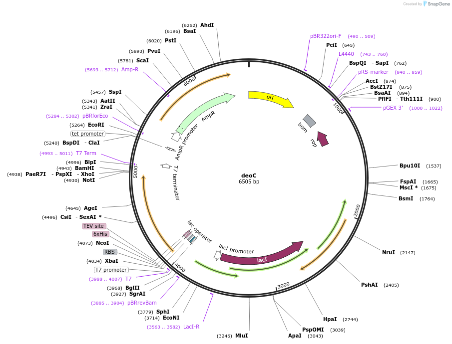 255505-plasmid-map-sequence-id-510373
